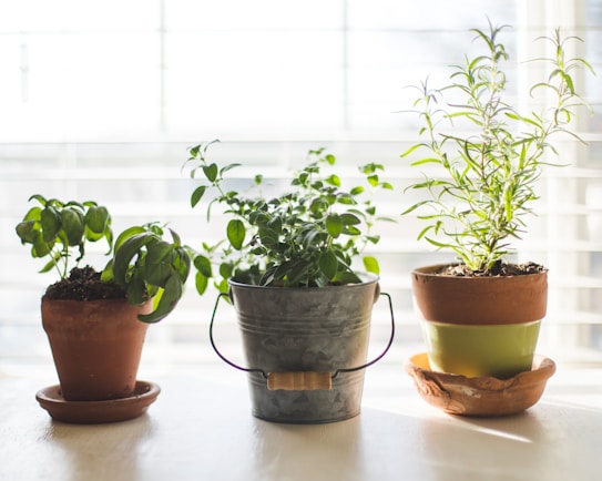 Three potted plants are placed on a bright windowsill. The first plant is in a clay pot with a saucer, featuring lush green leaves, possibly basil. The second plant, in a metal bucket with a wooden handle, has smaller green leaves. The third plant, in a two-tone terracotta and green pot, is taller with spindly leaves, possibly rosemary.