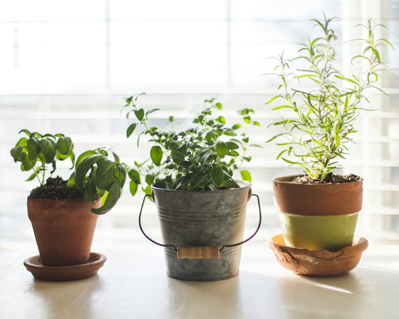 10 Best Herbs to Grow on Your Balcony (Even in Shade) — step-by-step visual example