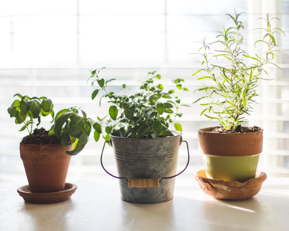 tre piante a foglia verde in vaso