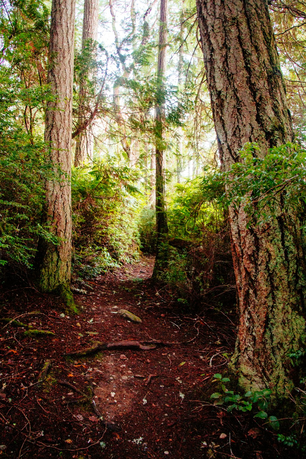 pathway along the forest