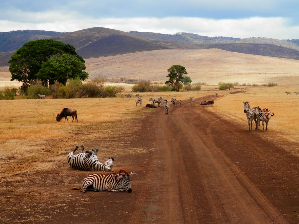 group of zebra on desert