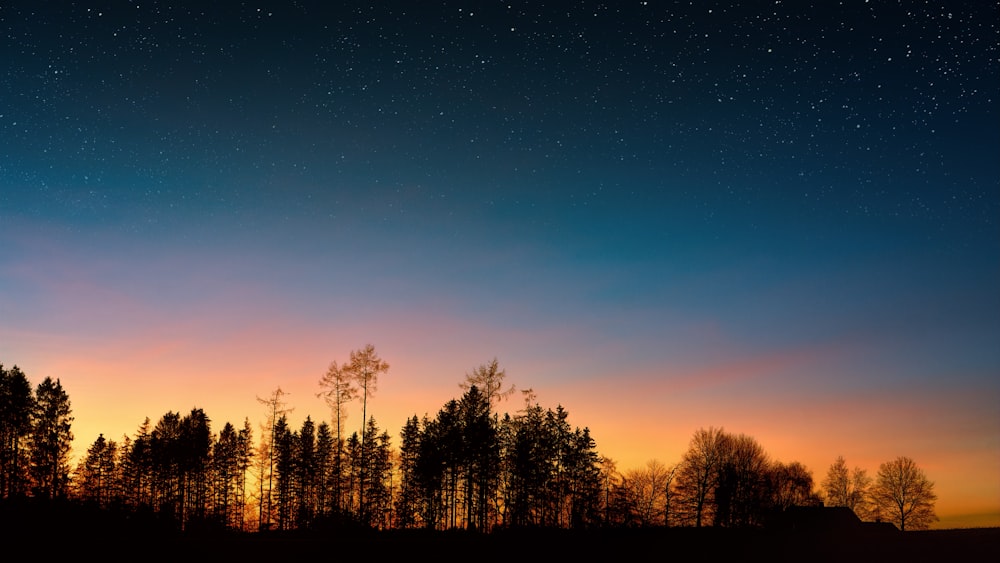 silhouette photography of trees under blue sky during golden hour