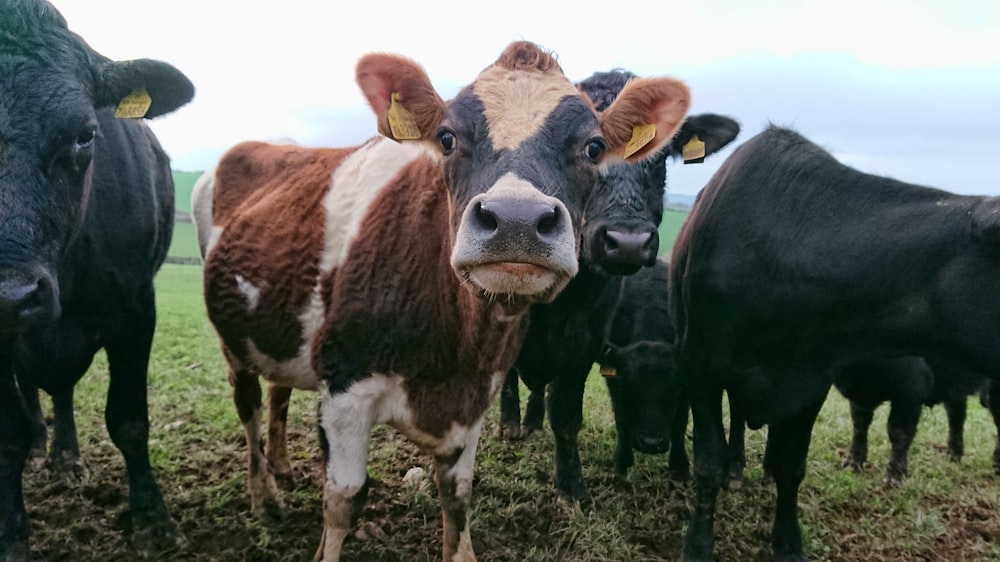 group of cows