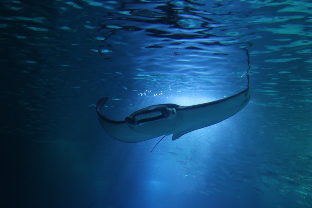 Unterwasserfotografie von Sting Ray