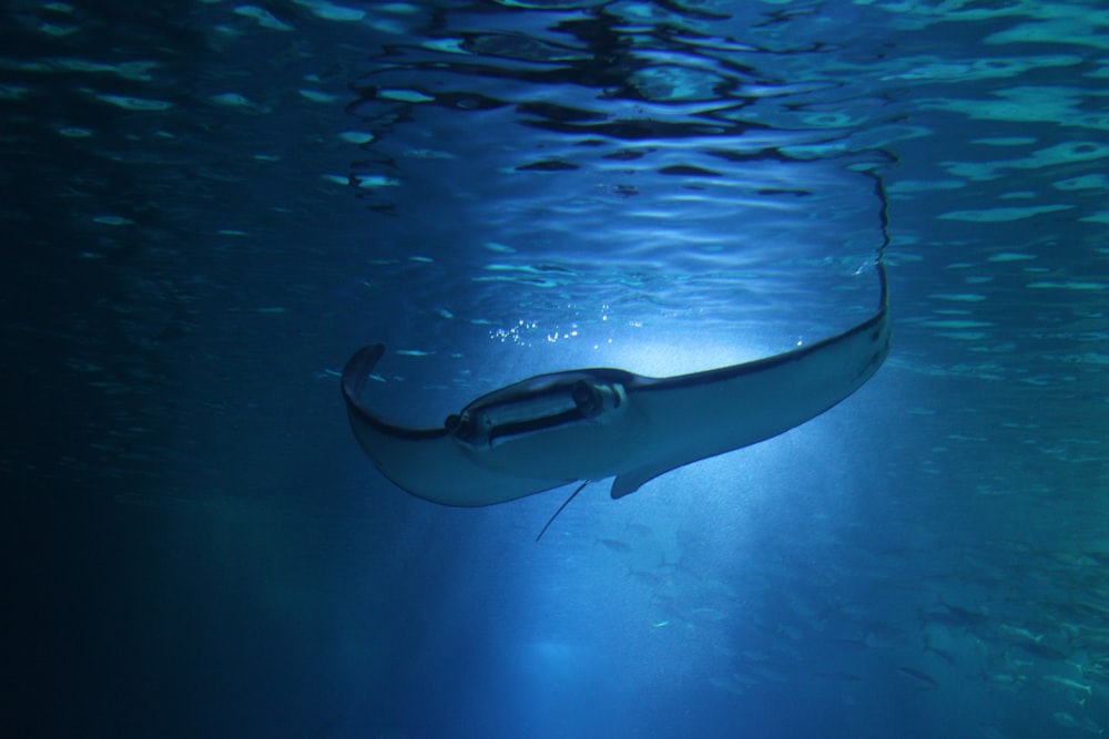 underwater photography of sting ray