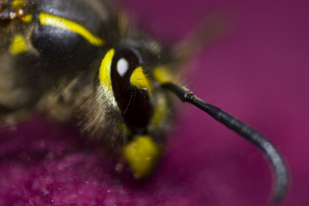 close-up photo of bee