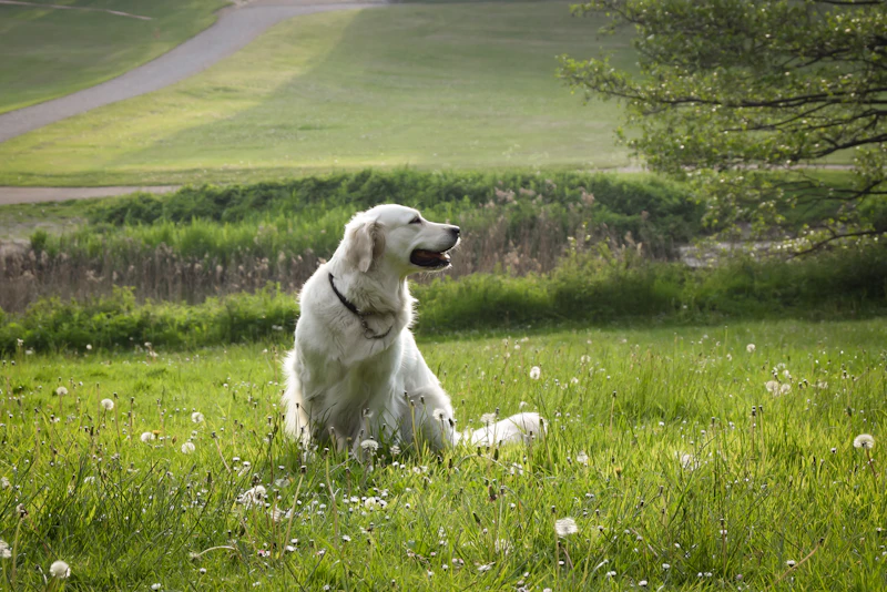 A happy poodle similar to Chiqui