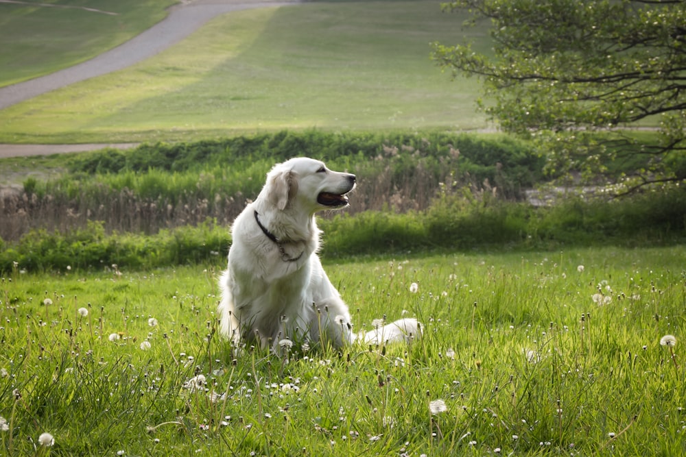 white long coat large dog sits on grass