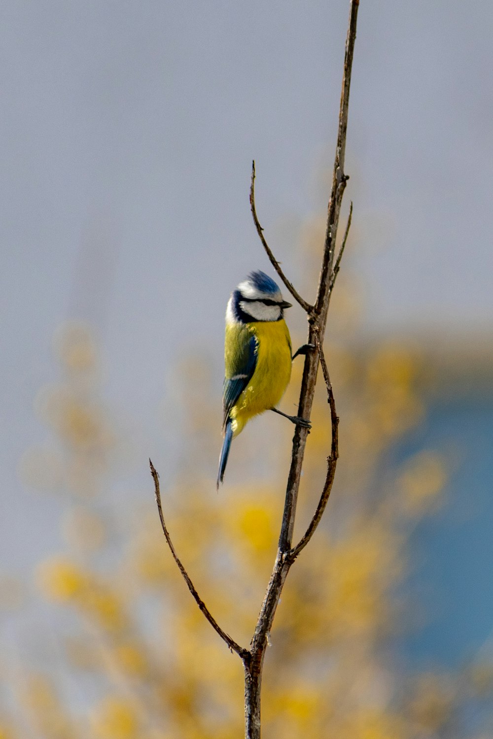 yellow and blue bird perched on tree branch