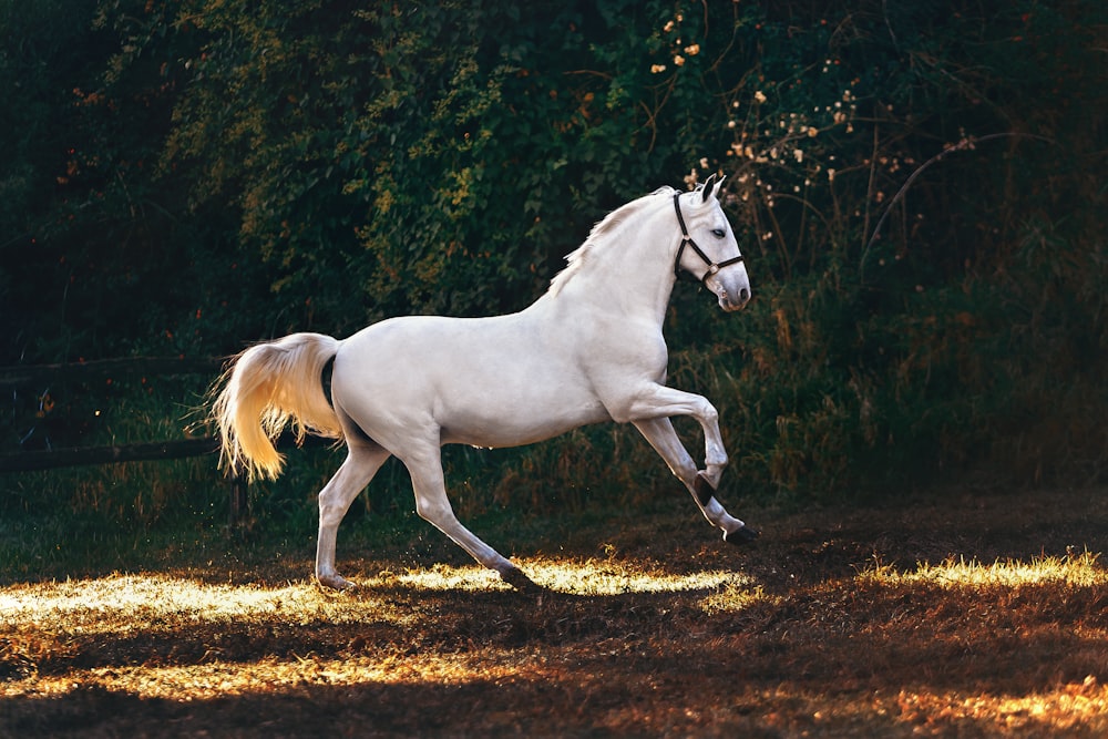 cavalo branco correndo no campo de grama