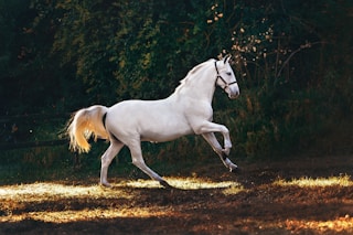 white horse running on grass field