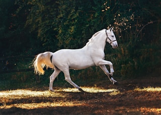 white horse running on grass field