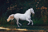 running white horse