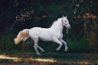 running white horse