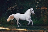 A scenic outdoor shot of a horse galloping freely in a green field.