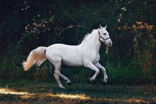 A vibrant image of a horse galloping through a green field.
