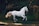 running white horse