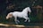 running white horse