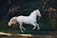 running white horse