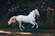 running white horse
