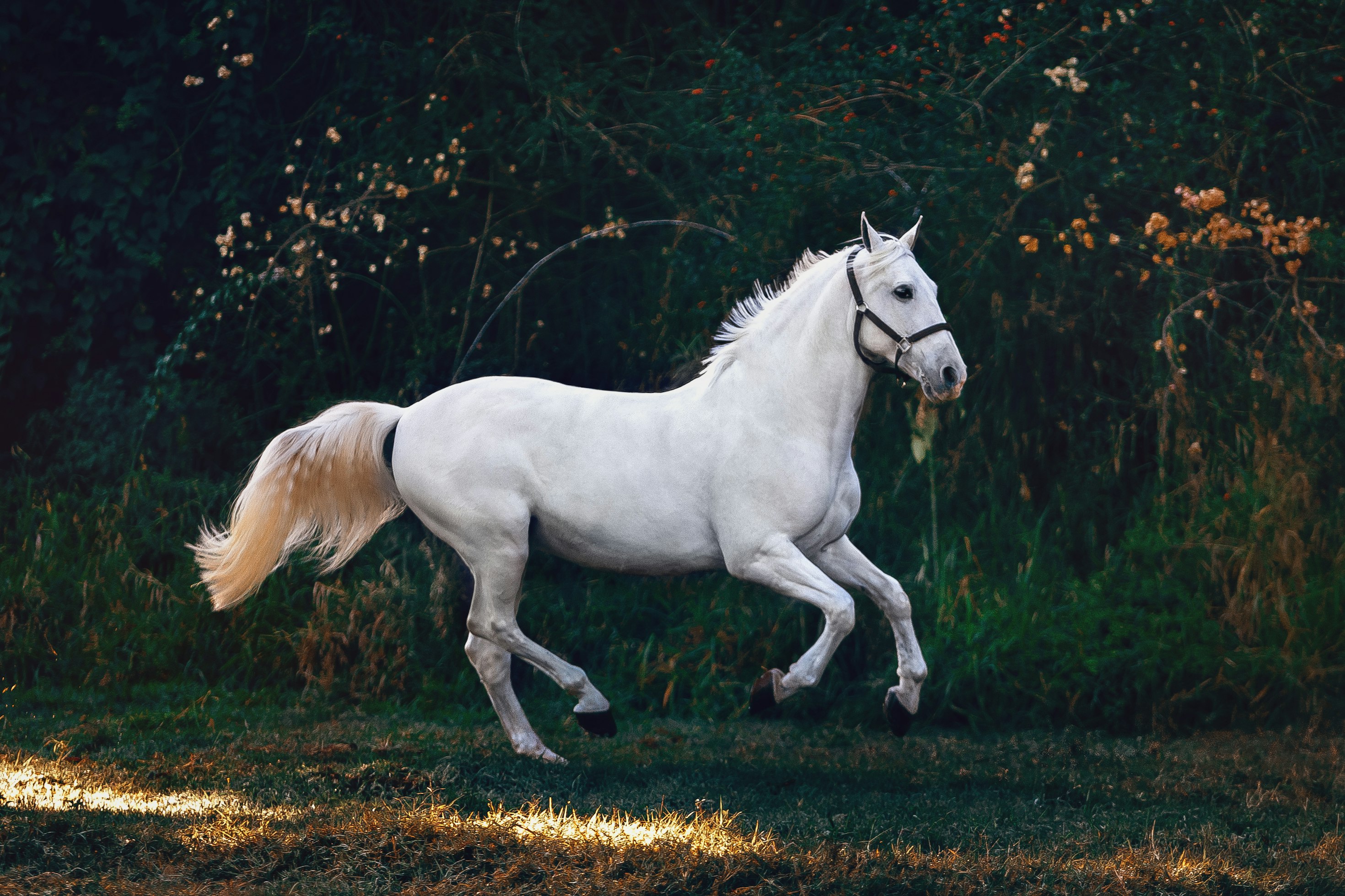 Person caring for a horse