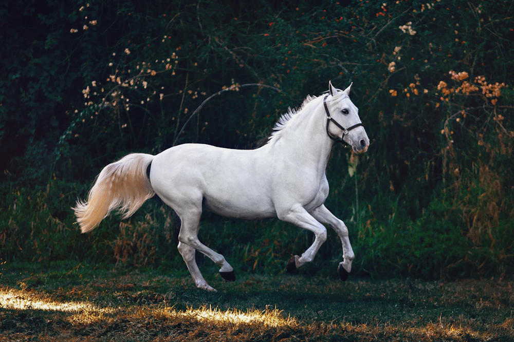 A chestnut pony standing in a sunny green meadow