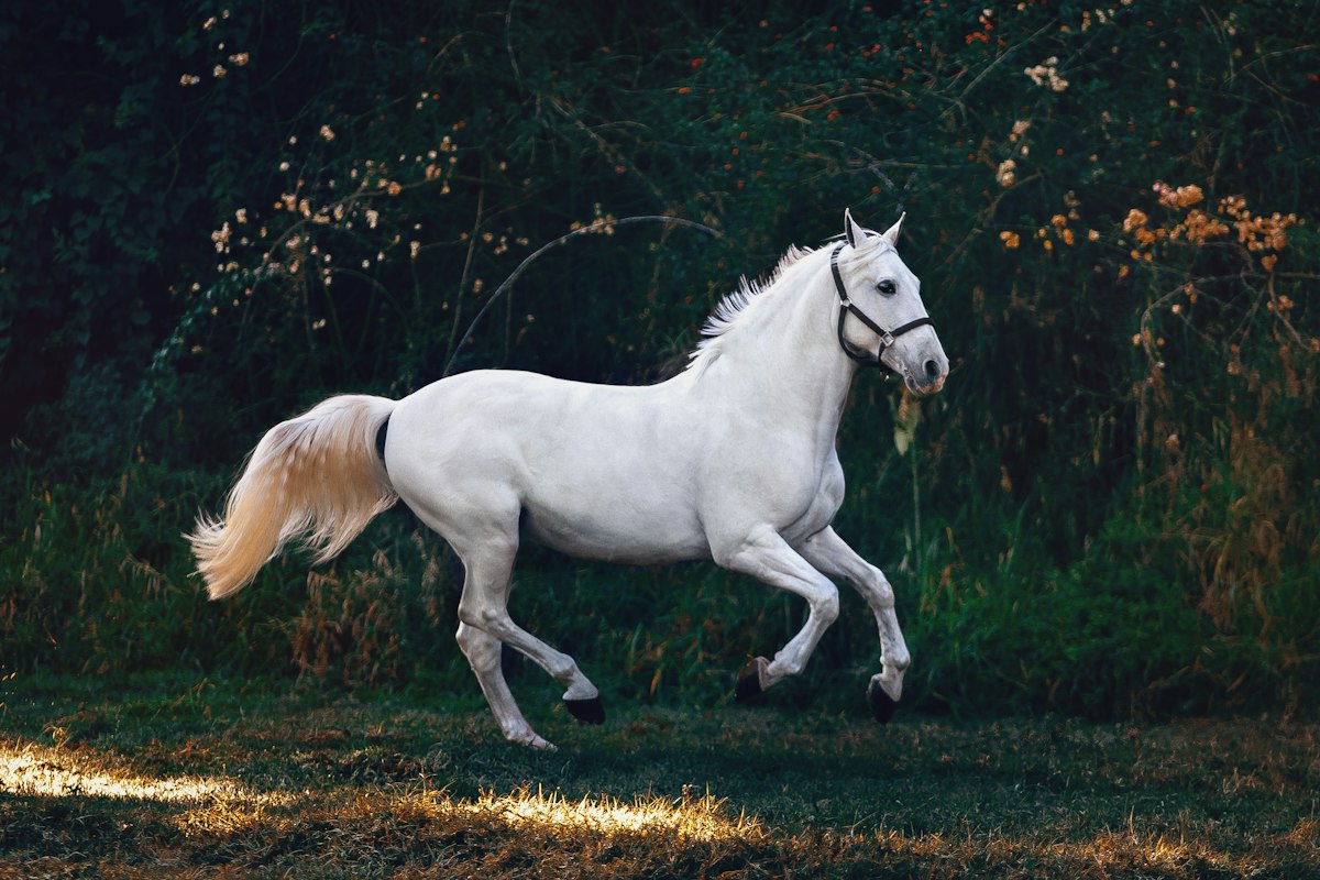 NRHA Futurity