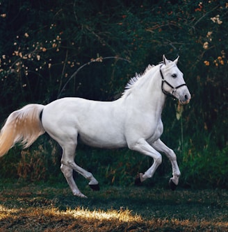 running white horse