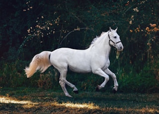 running white horse