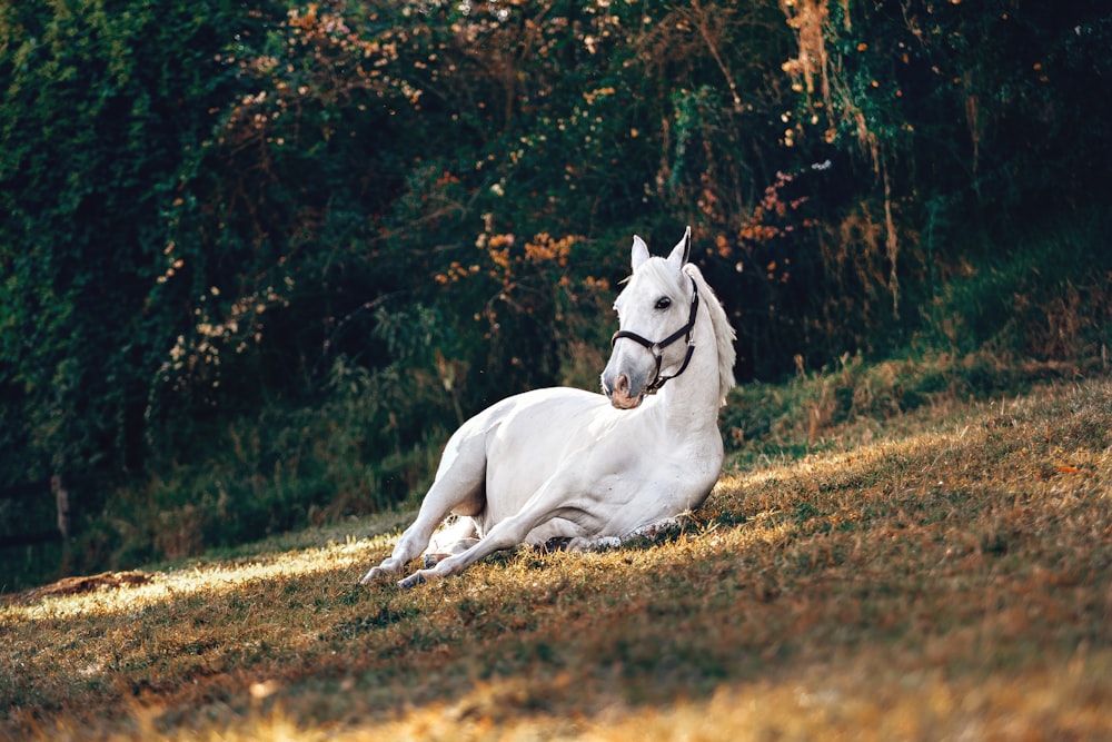 weißes Pferd liegt auf braunem und grünem Gras