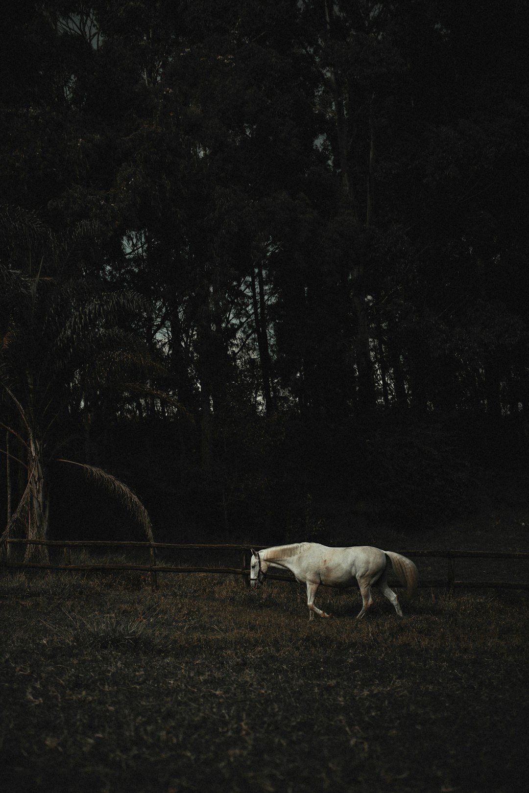 white horse at middle of field beside trees