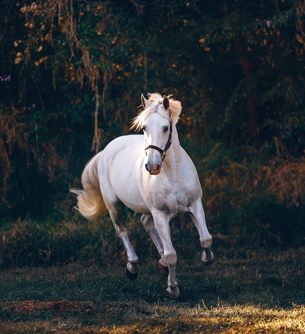 shallow focus photo of white horse running