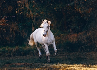 shallow focus photo of white horse running