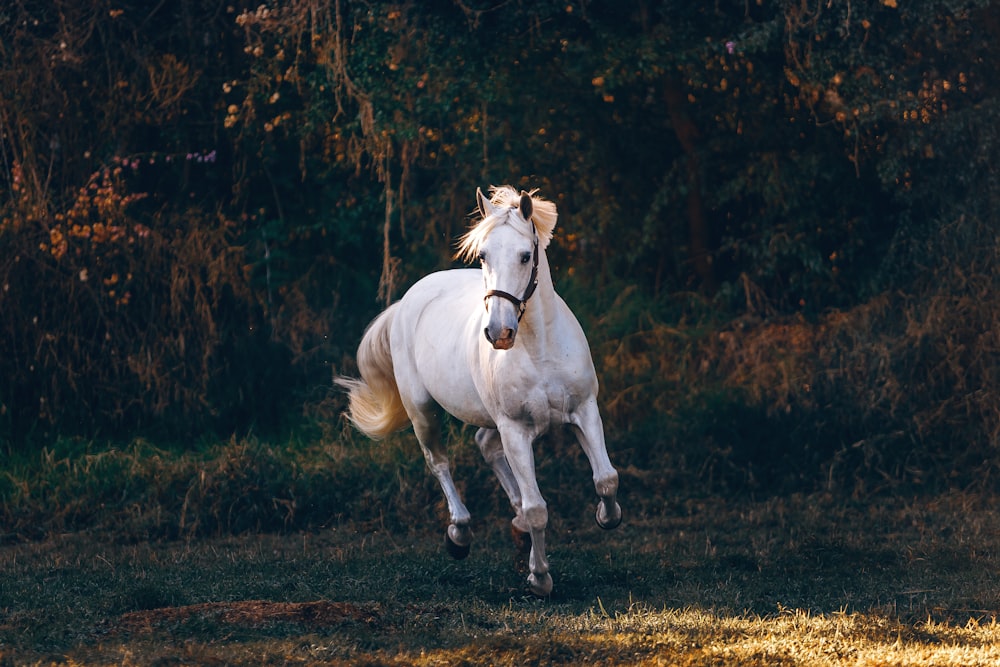 Photo de mise au point peu profonde d’un cheval blanc en train de courir