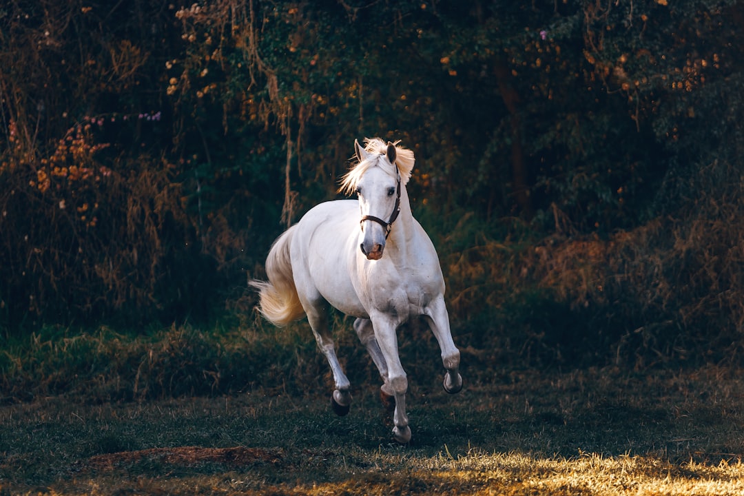 shallow focus photo of white horse running,