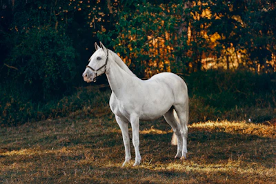 A majestic brown horse standing proudly in a sunlit garden.