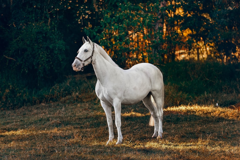 A powerful Percheron stallion standing proudly in a sunlit pasture at Sumatambo farm.