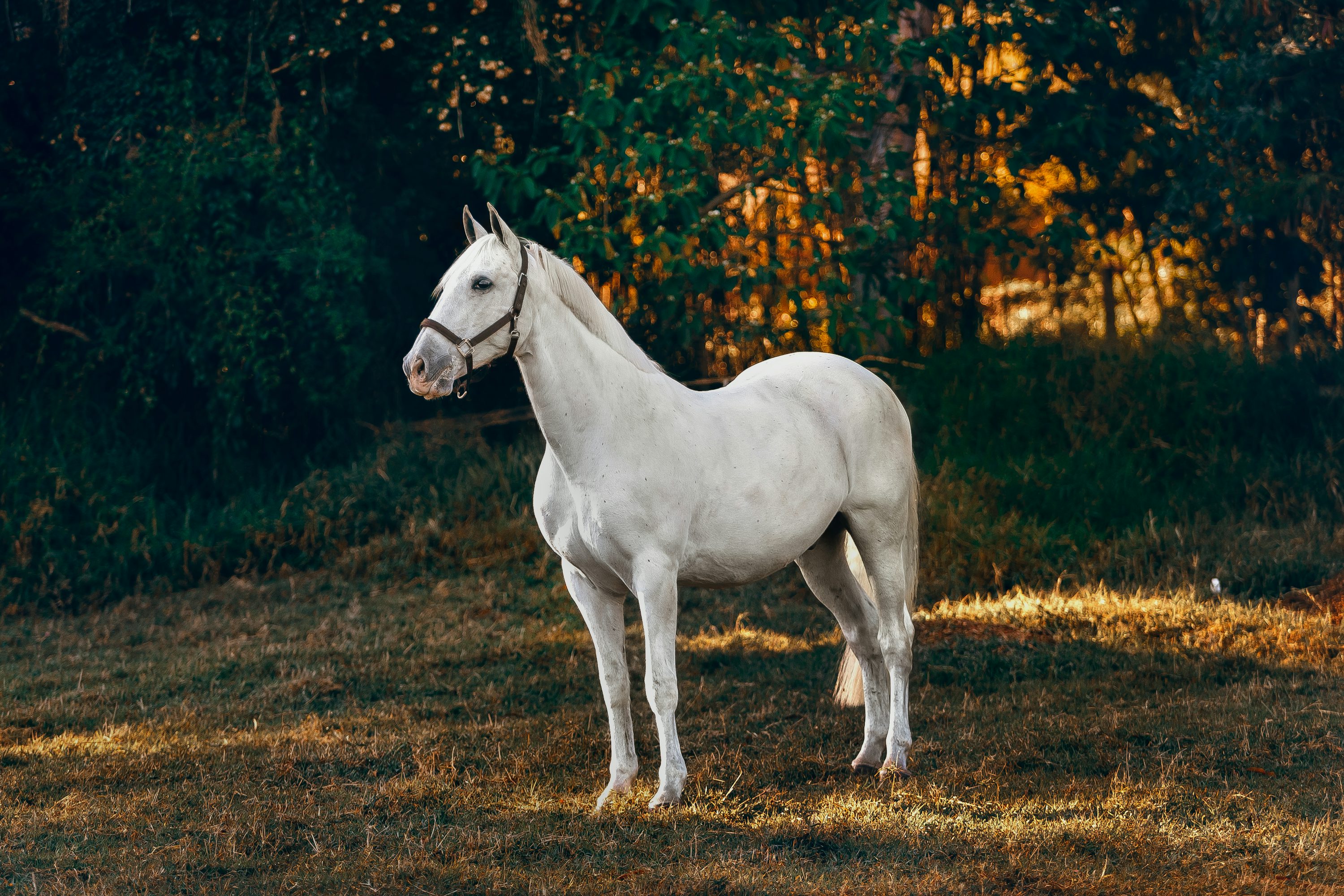 1500  White Horse Pictures Download Free Images on Unsplash 1500  White Horse Pictures Download Free Images on Unsplash