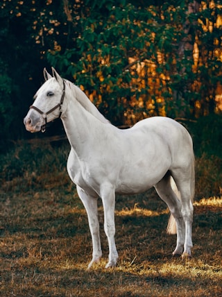 white horse on forest