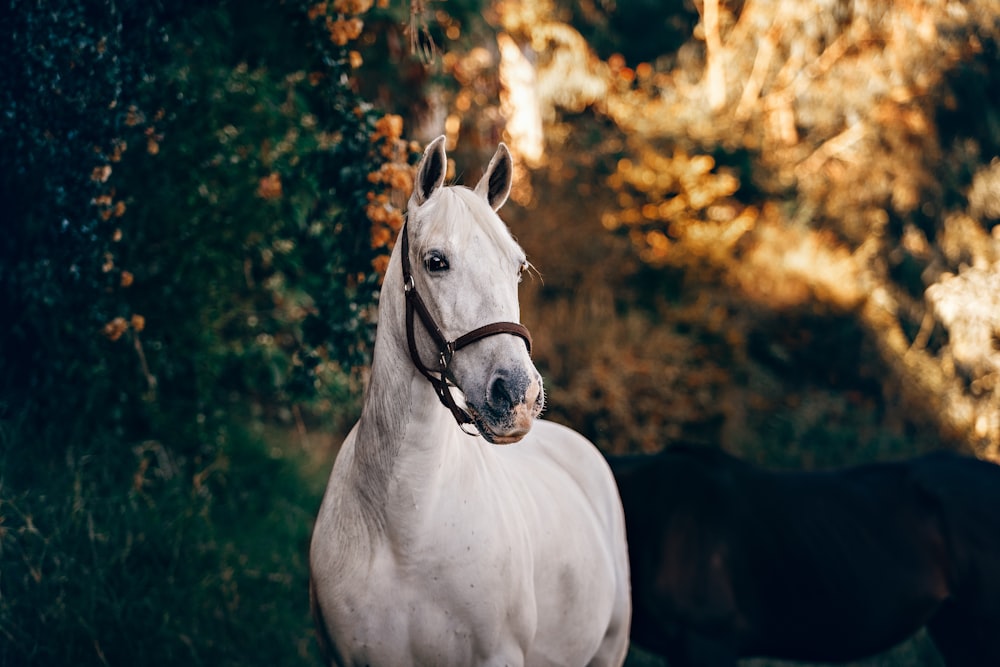 cavalo branco em pé perto da planta
