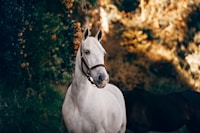 Horse face