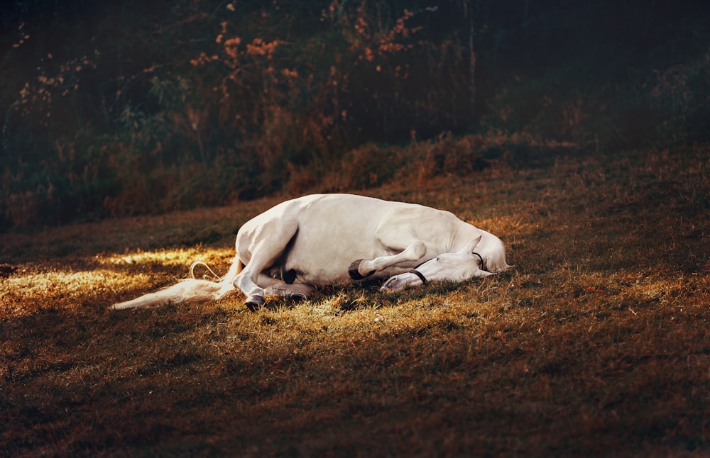 white horse lying on floor