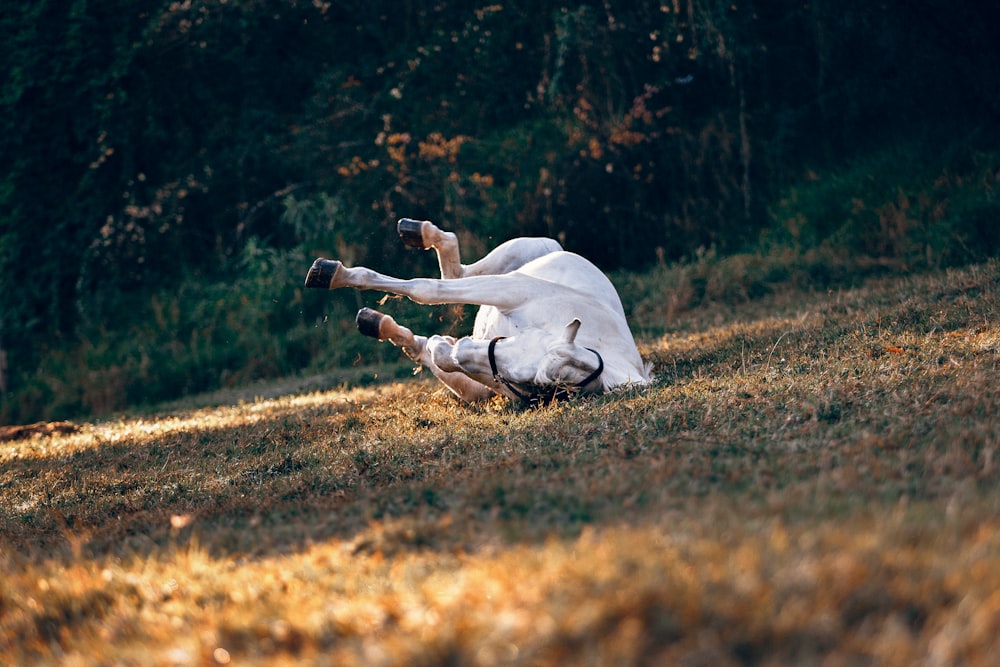 il cavallo è inciampato a terra