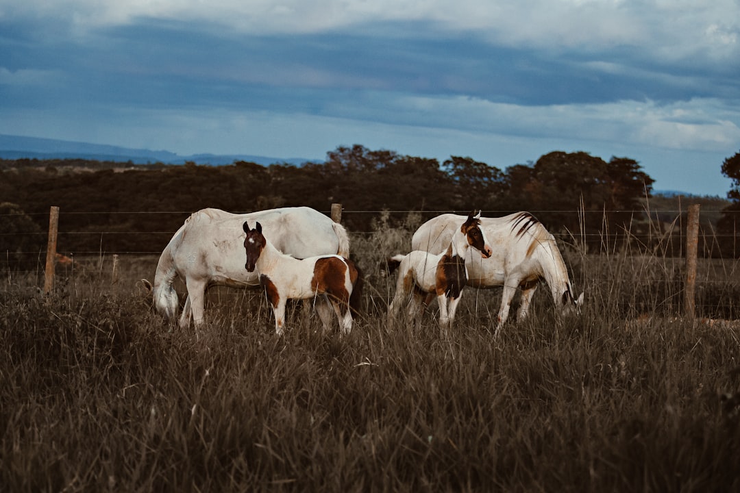 two white horse with two young horses