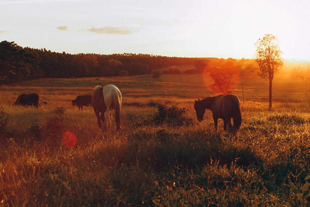 two horses standing in grass