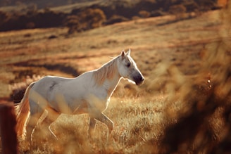 white horse at middle of field