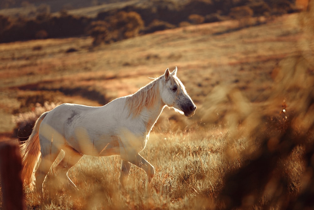 white horse at middle of field