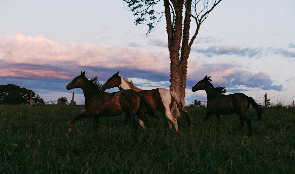 three horses on green grass field
