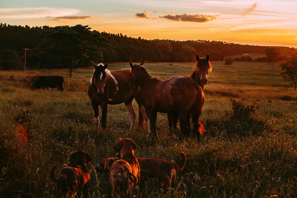 three dogs and three brown horses at the field