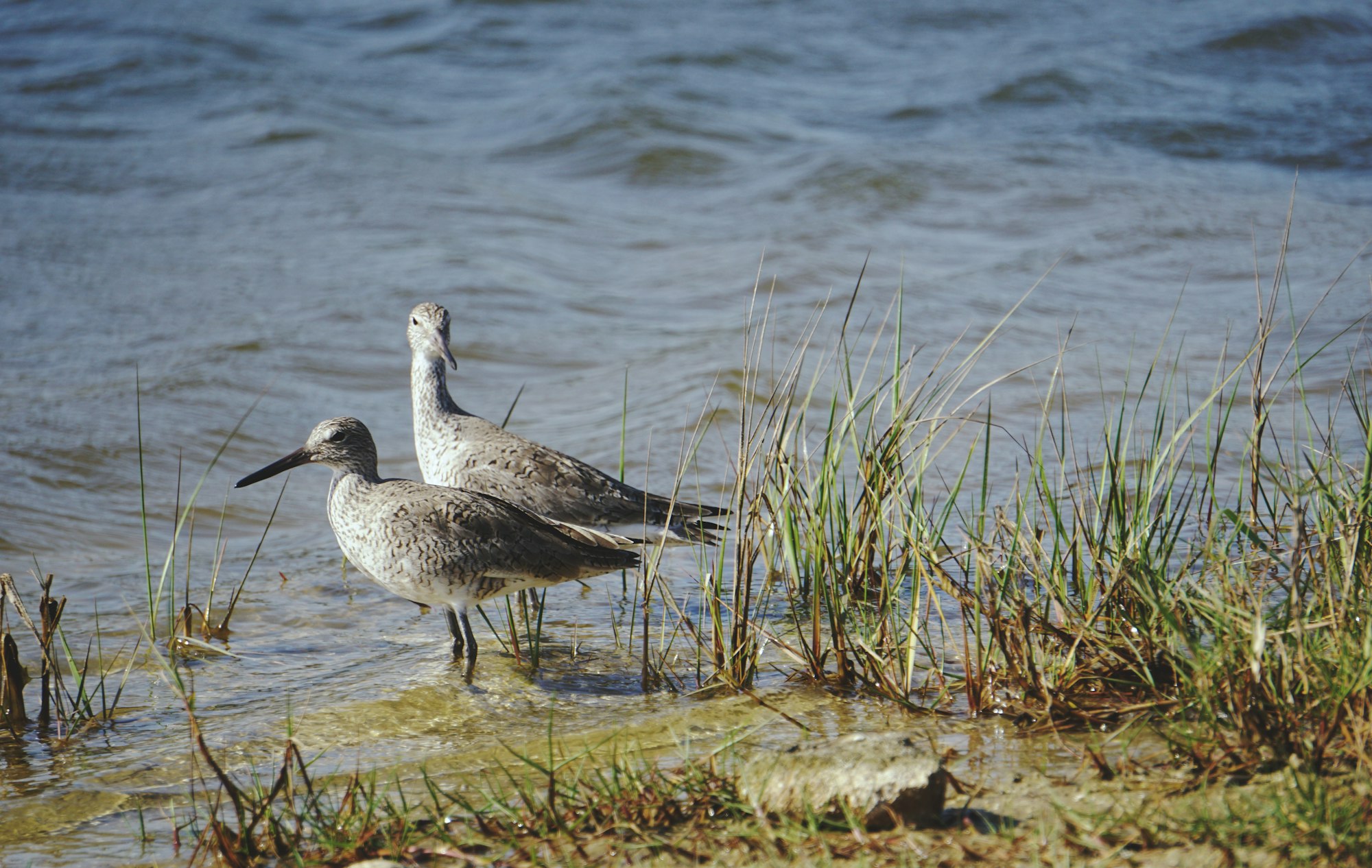 A Shorebird and God